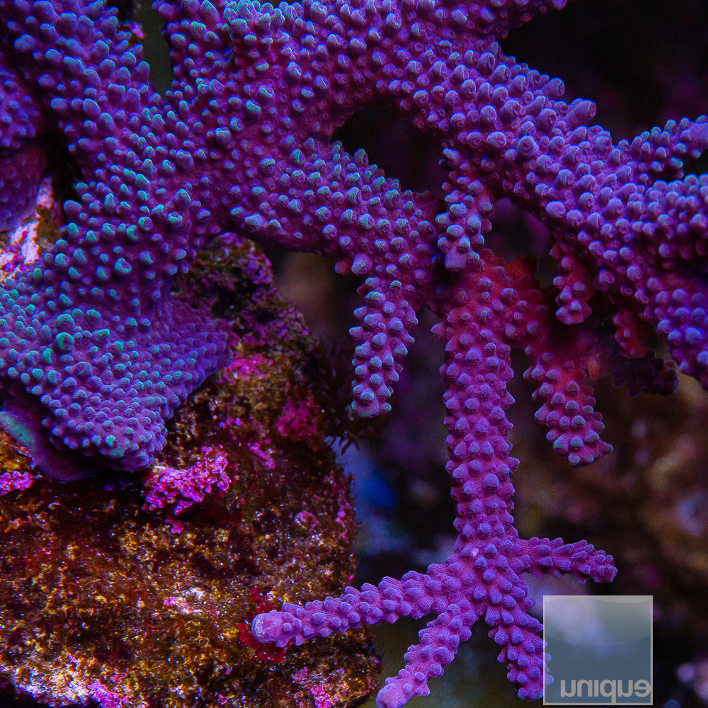 Unique Corals Cookie Monster- Stock Frag