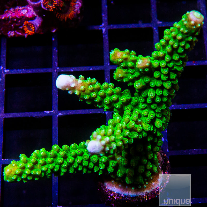 Green Acropora
