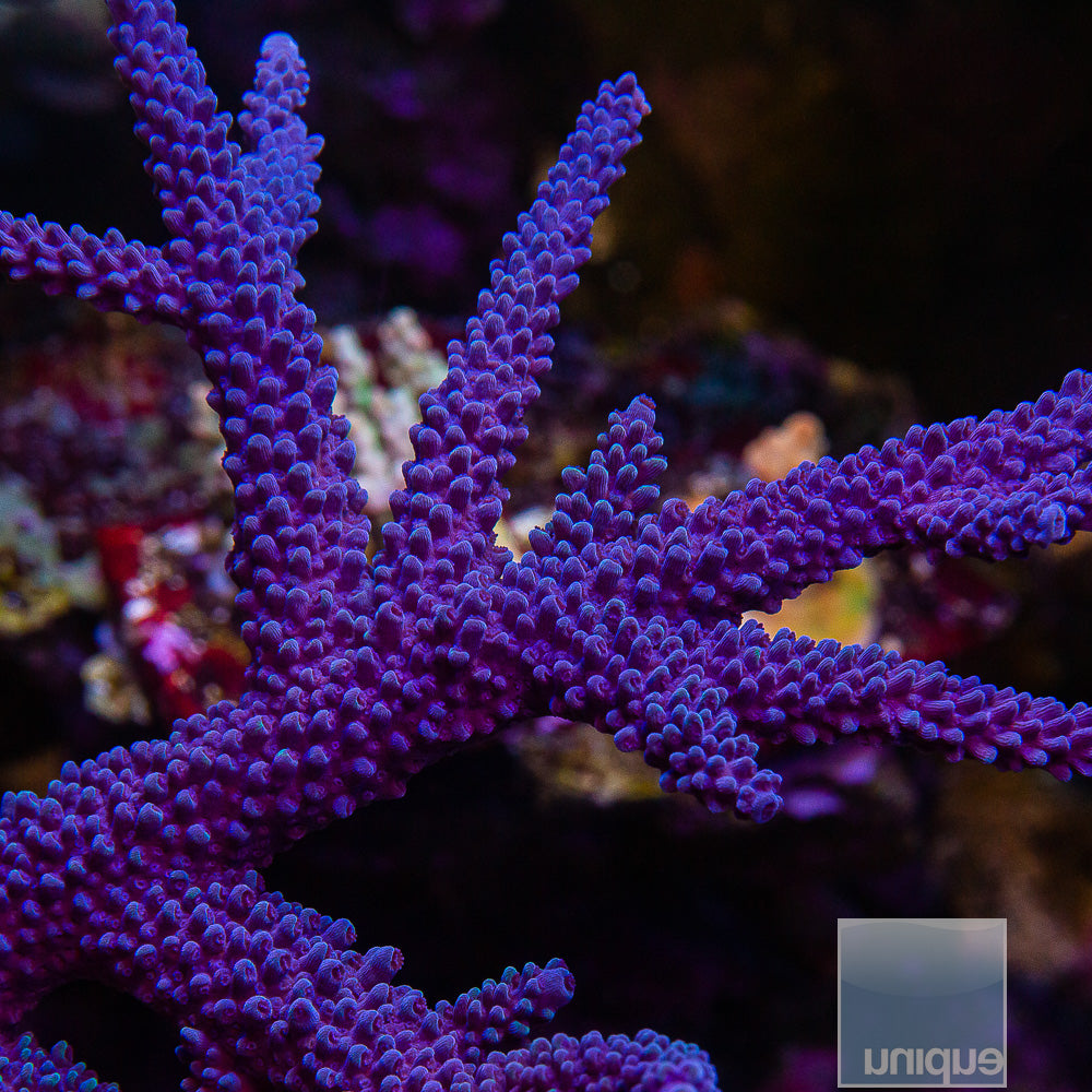 Unique Corals Cookie Monster- Stock Frag