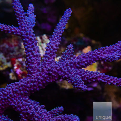 Unique Corals Cookie Monster- Stock Frag