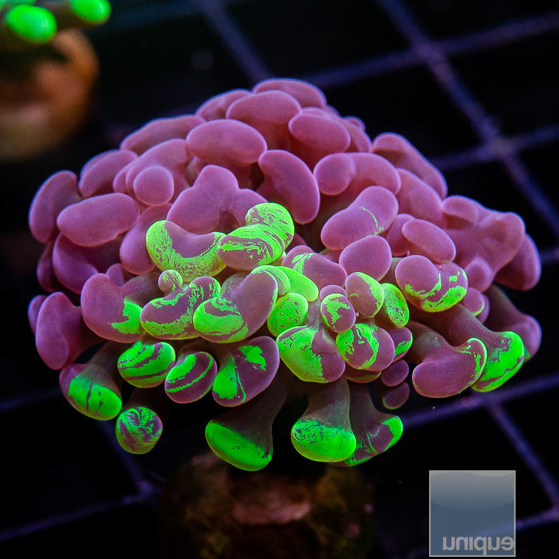 UC Neon Splatter Hammer-WYSIWYG