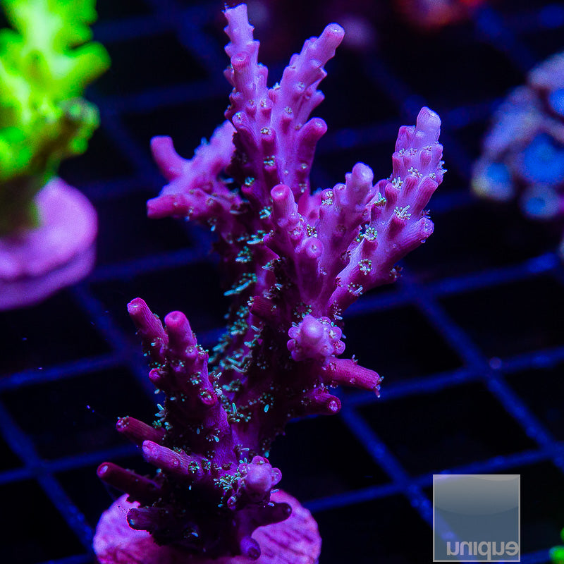 Acropora Large Frag-WYSIWYG
