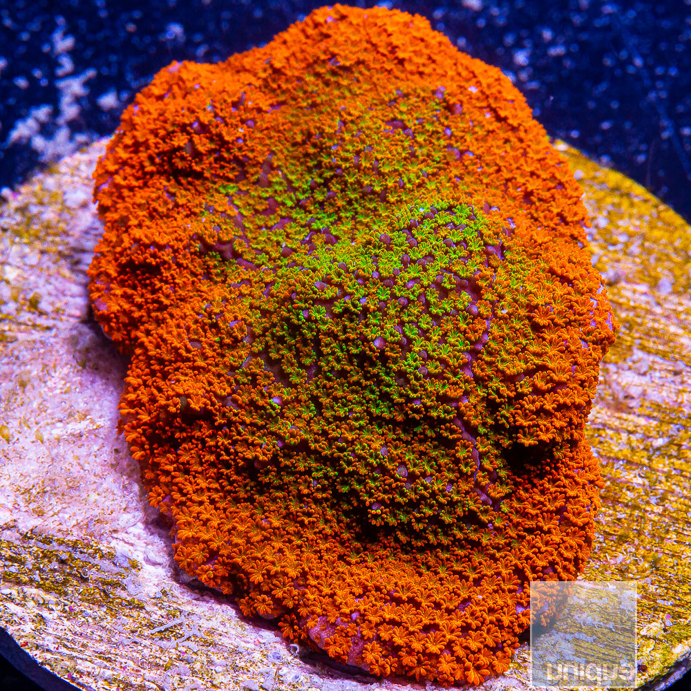 UC Rainbow Montipora