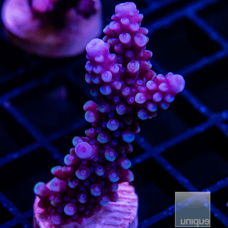 UC Cookie Monster-WYSIWYG