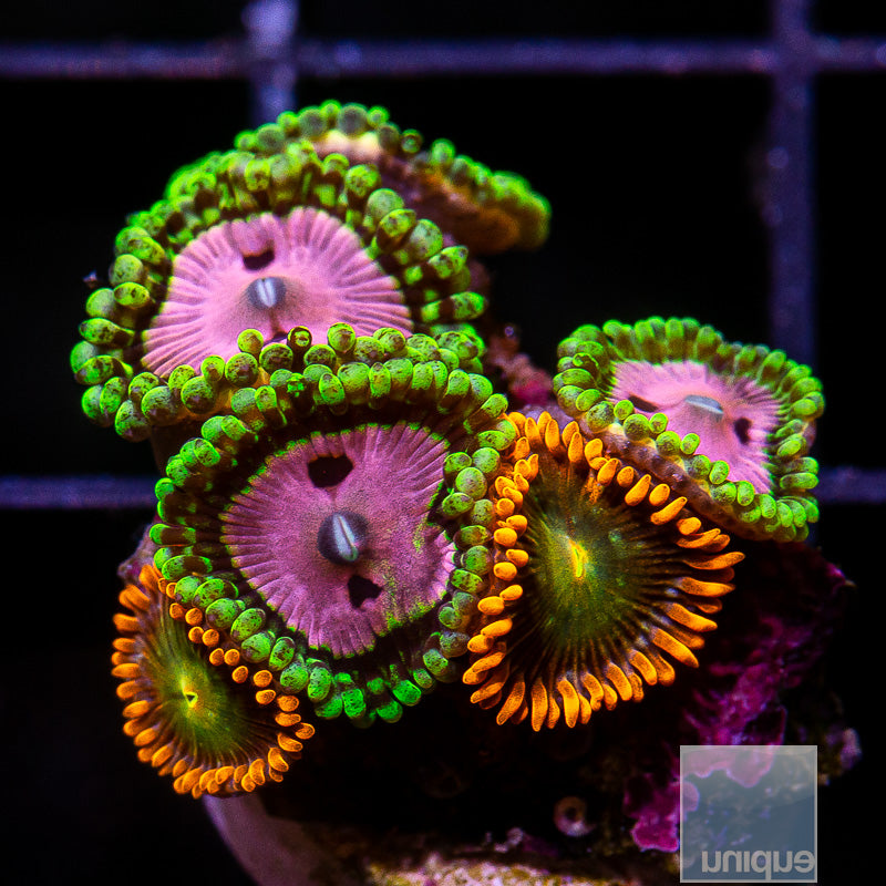 Pink Diamond zoa combo-WYSIWYG
