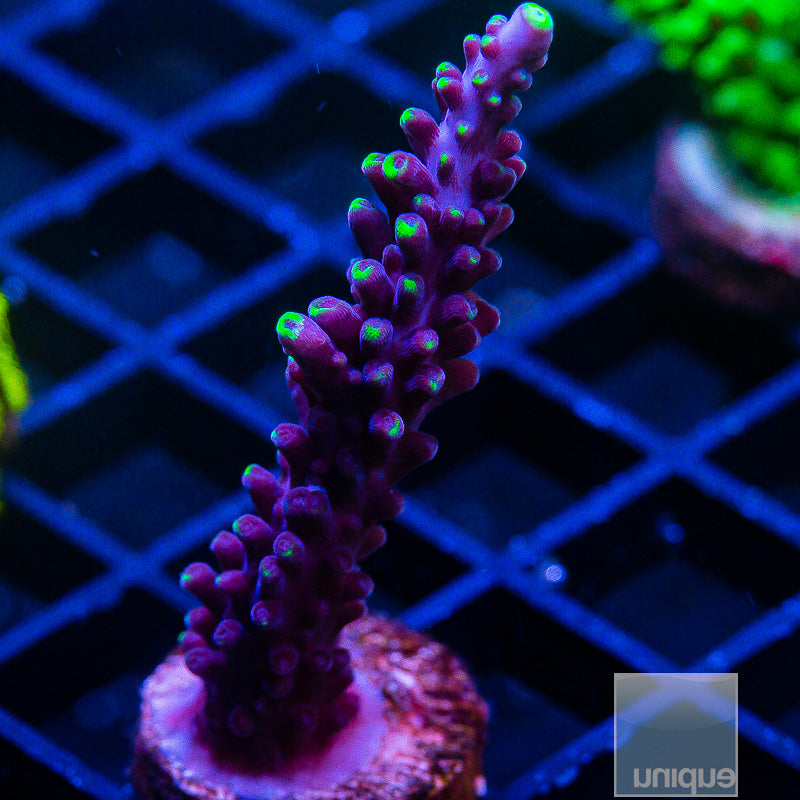 Exquisita Acropora-WYSIWYG