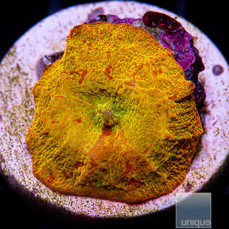 Crazy Multicolor OG Jawbreaker-WYSIWYG