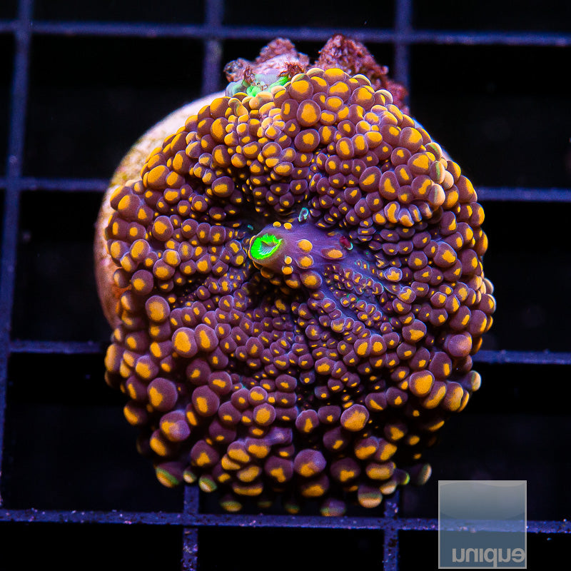 Godzilla Variant Yuma Mushroom-WYSIWYG