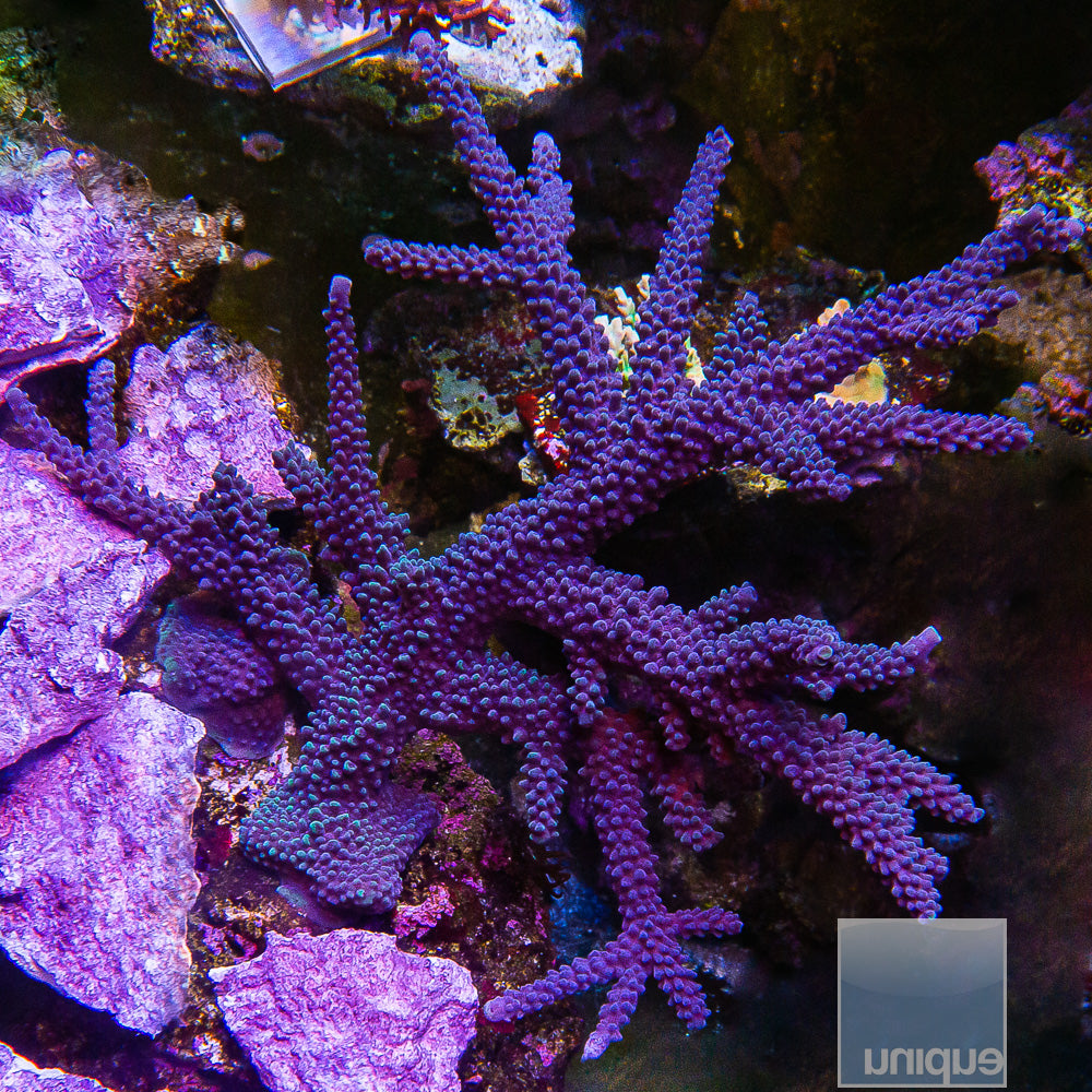 Unique Corals Cookie Monster- Stock Frag