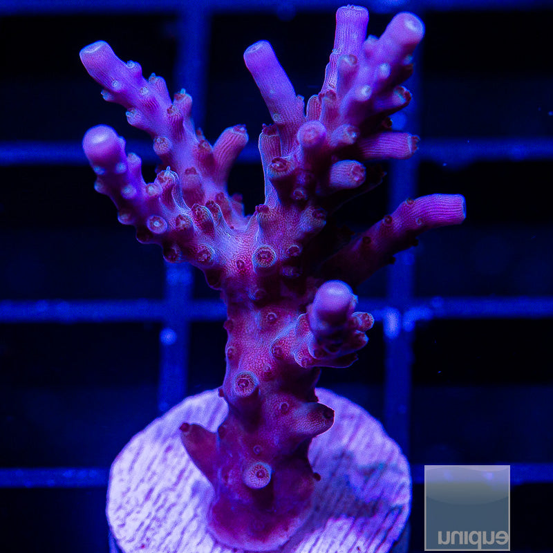 Acropora-WYSIWYG