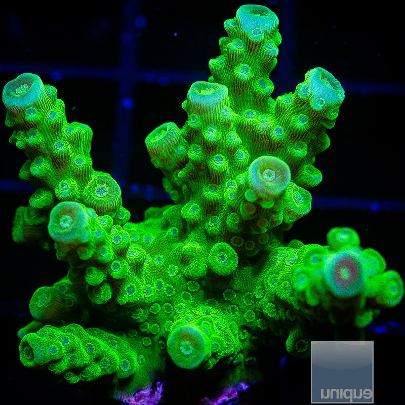 Limey Bush Acropora-WYSIWYG