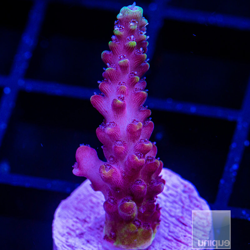 Yellow Tip Acropora-WYSIWYG