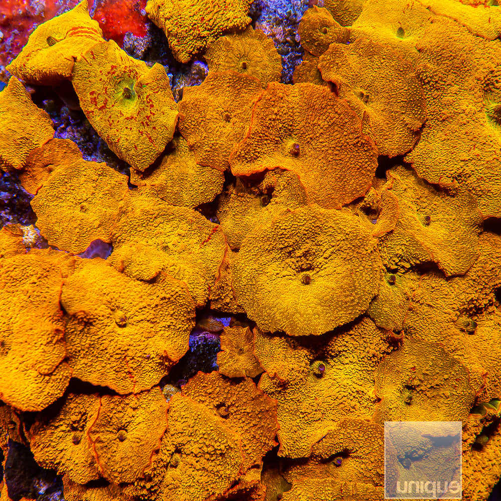 UC Burnt Orange OG Jawbreaker (Stock item)