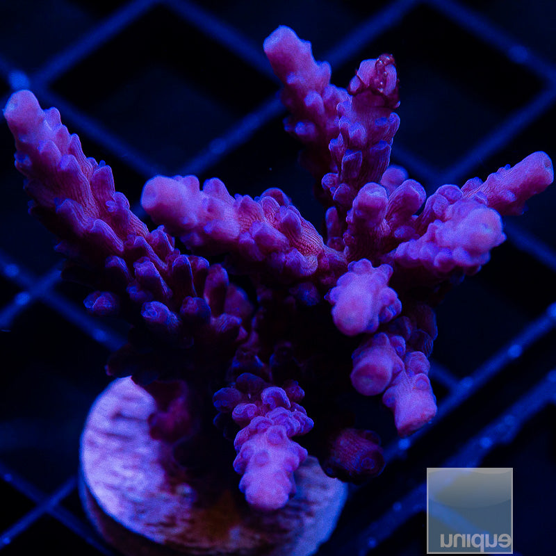 UC Cookie Monster-WYSIWYG