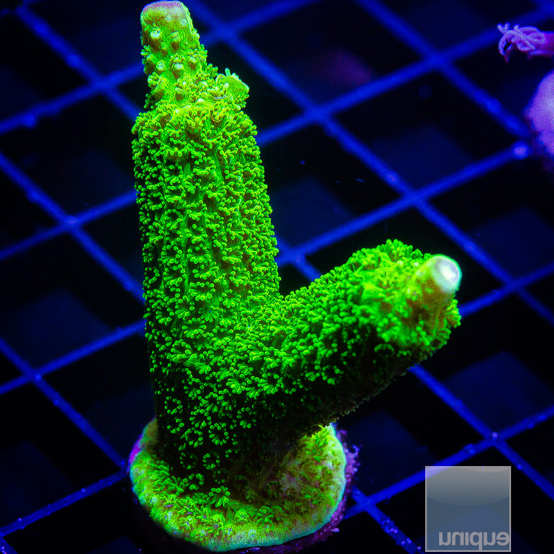 Green Slimmer-WYSIWYG