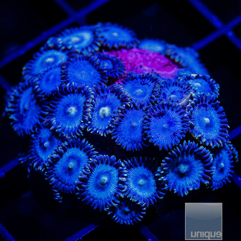 Ultra Blue Zoanthid Colony-WYSIWYG