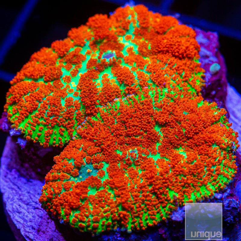 Rhodactis Double-WYSIWYG