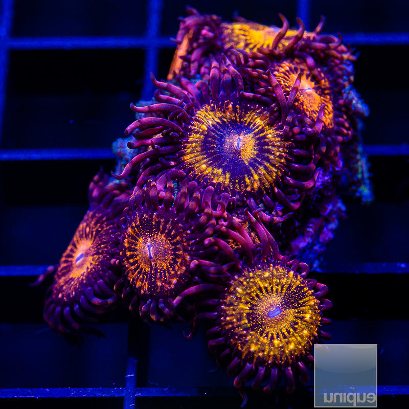 Cinnamon Apple Palythoa