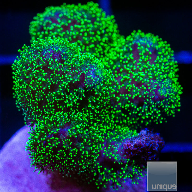 Green Pocillopora-WYSIWYG