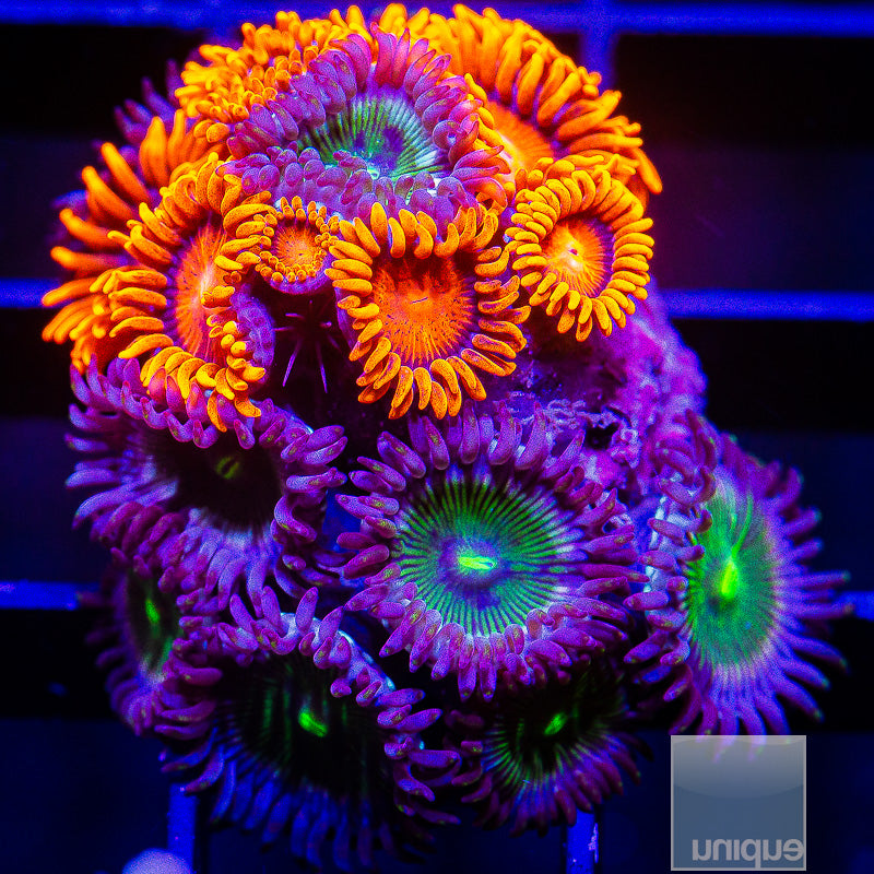 Zoanthid Combo