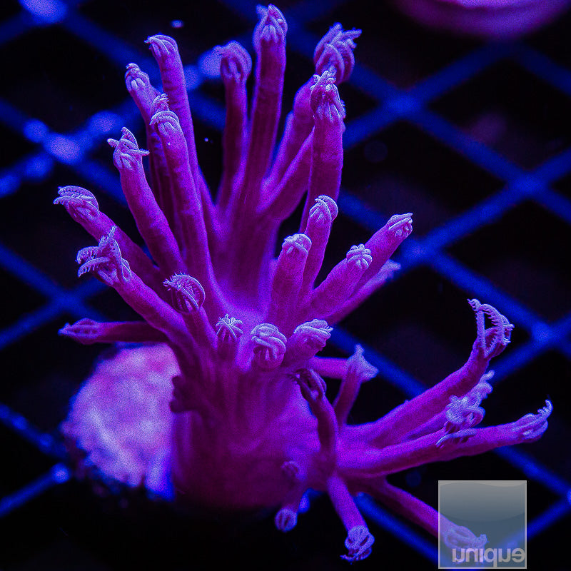 Cespitularia-WYSIWYG