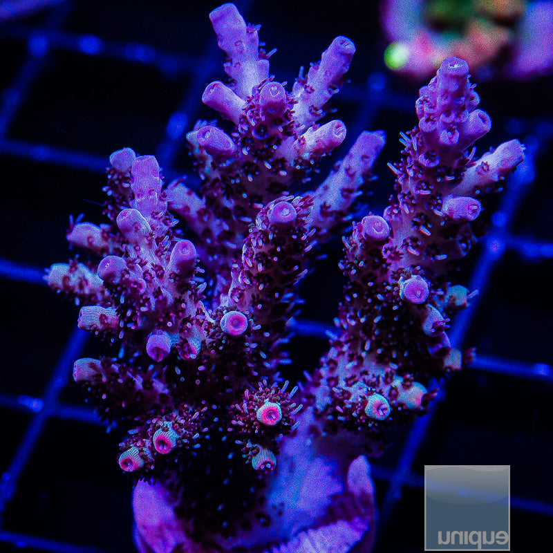 Ultra Acropora-WYSIWYG