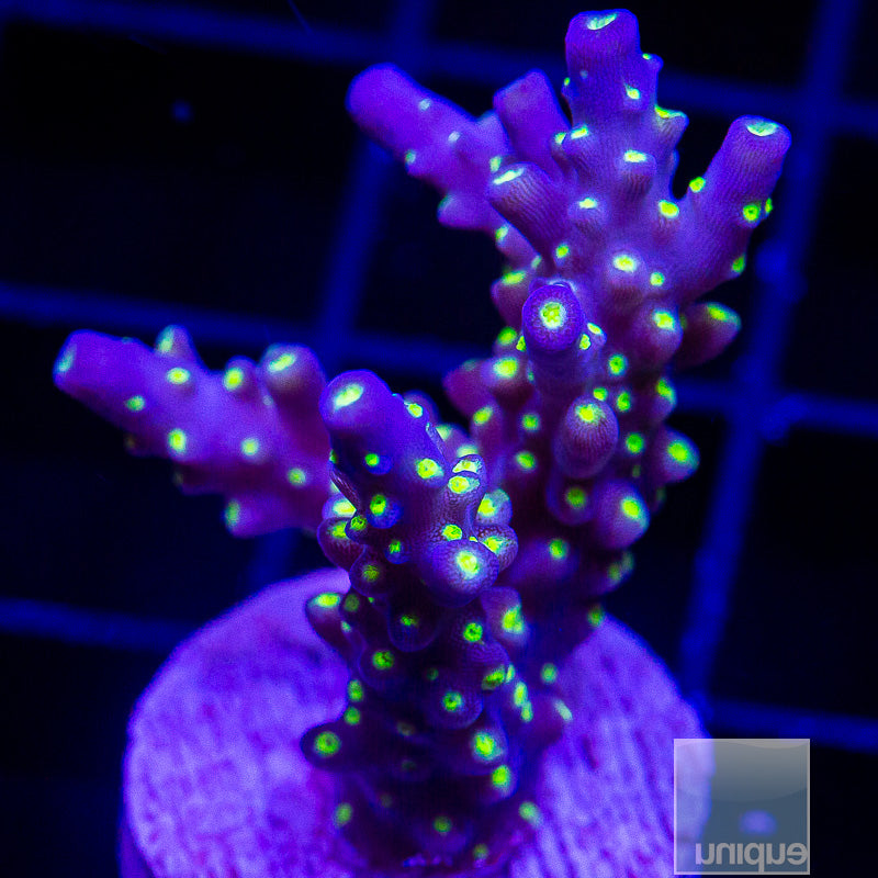 Tri Color Valida-WYSIWYG