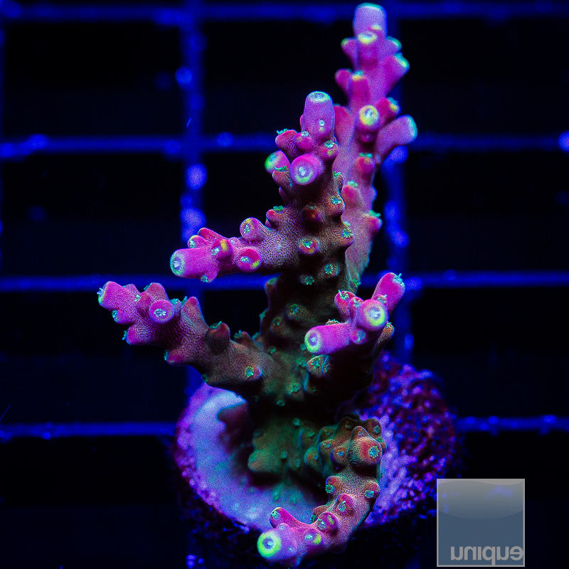 Rainbow Arcopora-WYSIWYG