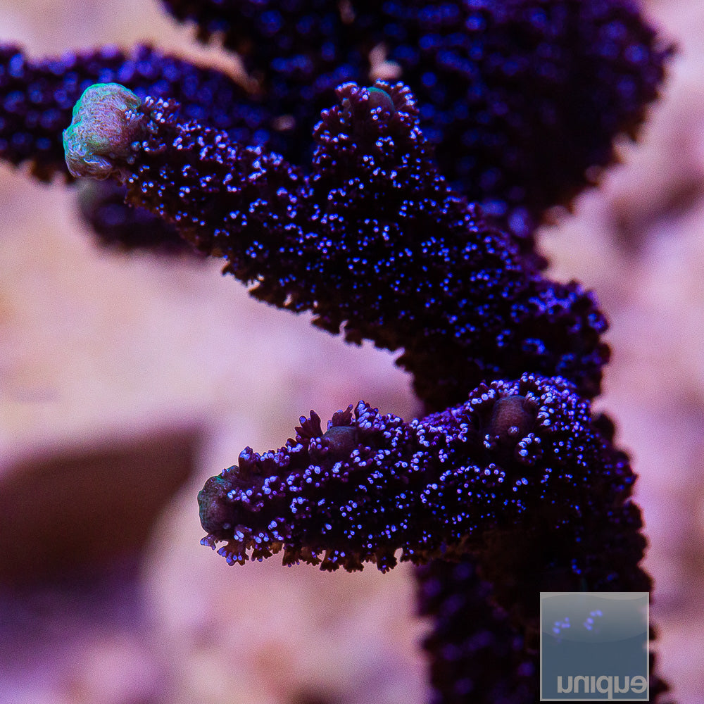 UC Purple Montipora Digitata-Stock Frag