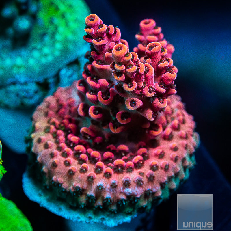 UC Rainbow Hyacinthus-WYSIWYG