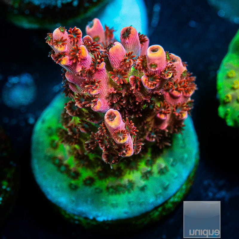 UC Fruity Pebbles chunky frag-WYSIWYG