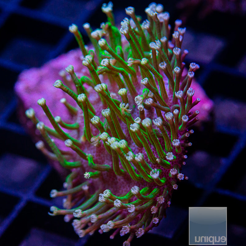 Weeping Willow-WYSIWYG