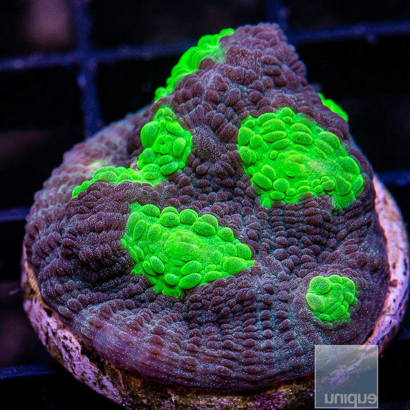 UC Alien Eye Chalice-WYSIWYG