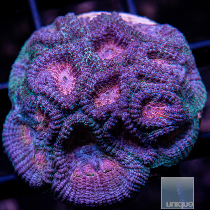 UC Baby's Breath Favia-WYSIWYG