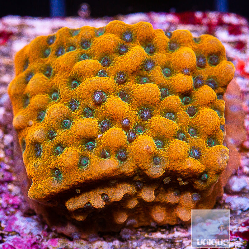 Blue Polyp Montipora- Stock Frag