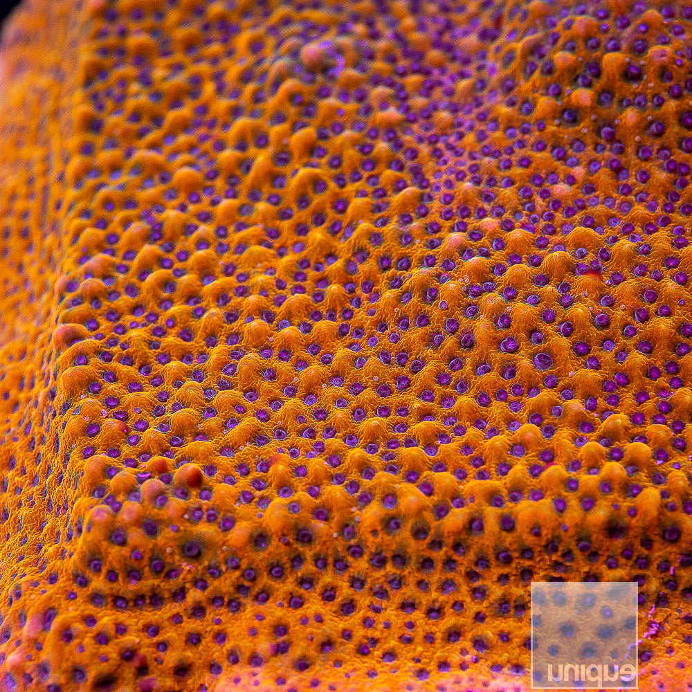 Blue Polyp Montipora- Stock Frag