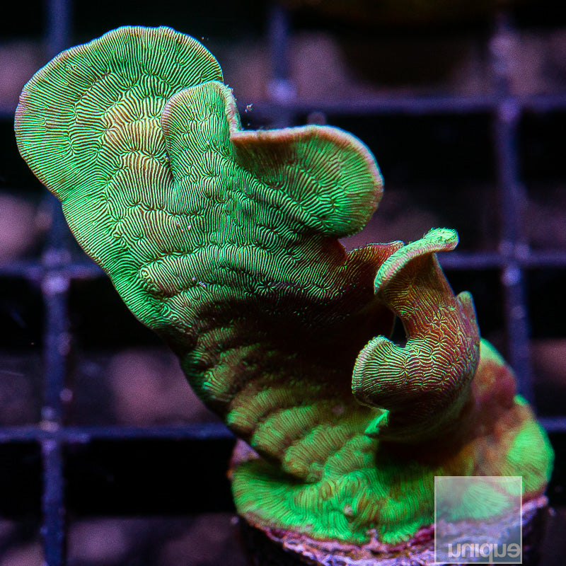 Green Branching Pavona-WYSIWYG