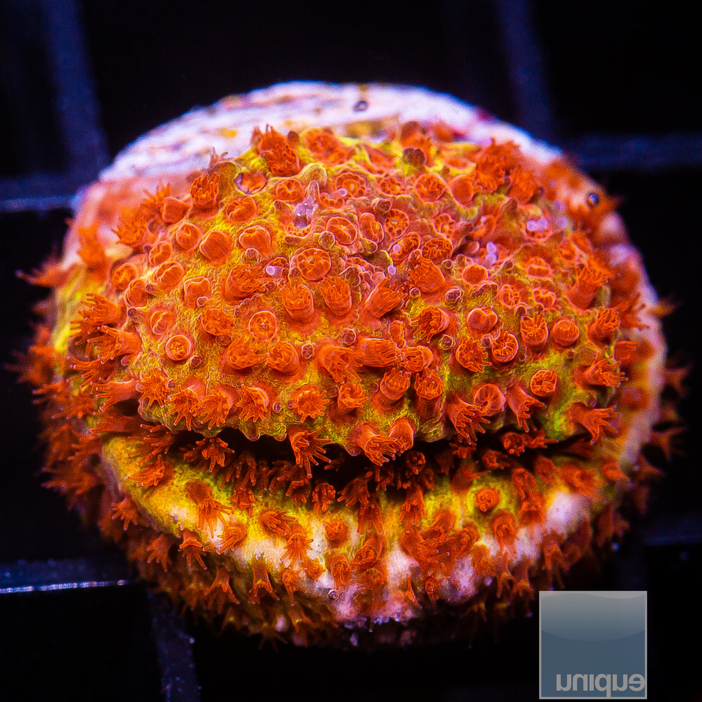 JF Burning Banana Stylo- Stock Frag