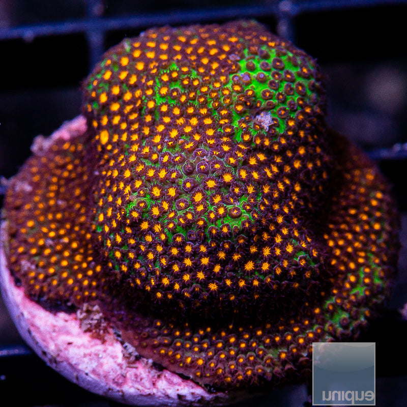 Burning Leptastrea Chunk-WYSIWYG