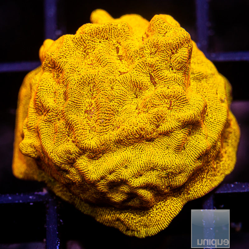 UC Bright Orange Leptoseris-WYSIWYG