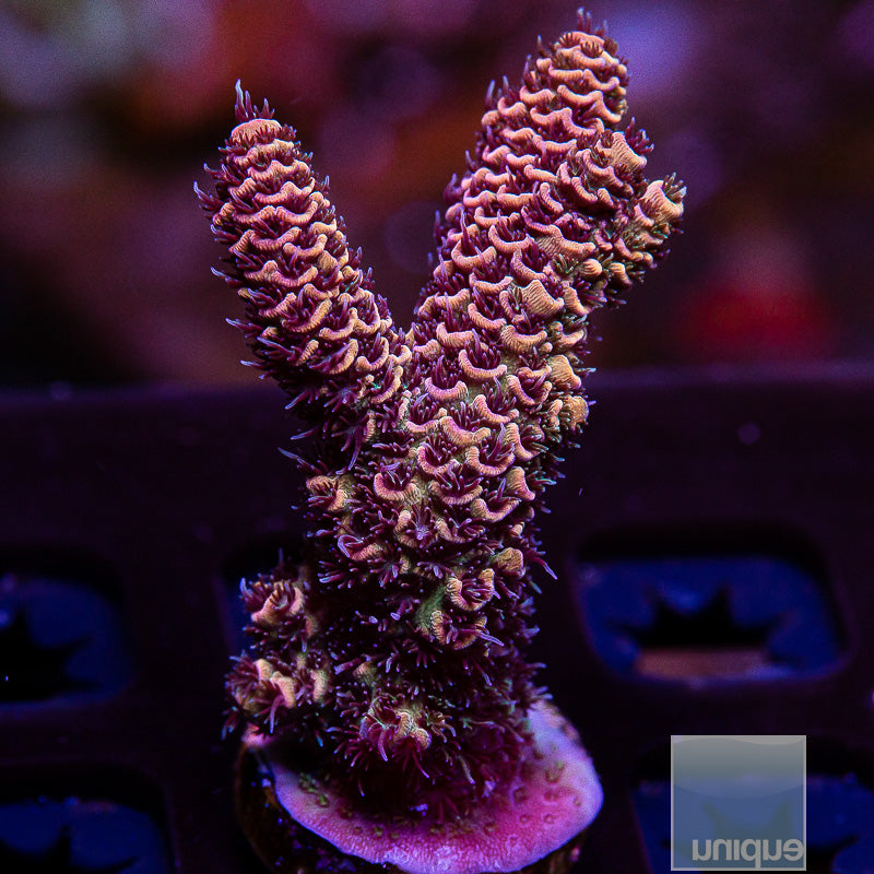 Chunky Peach Millepora-WYSIWYG