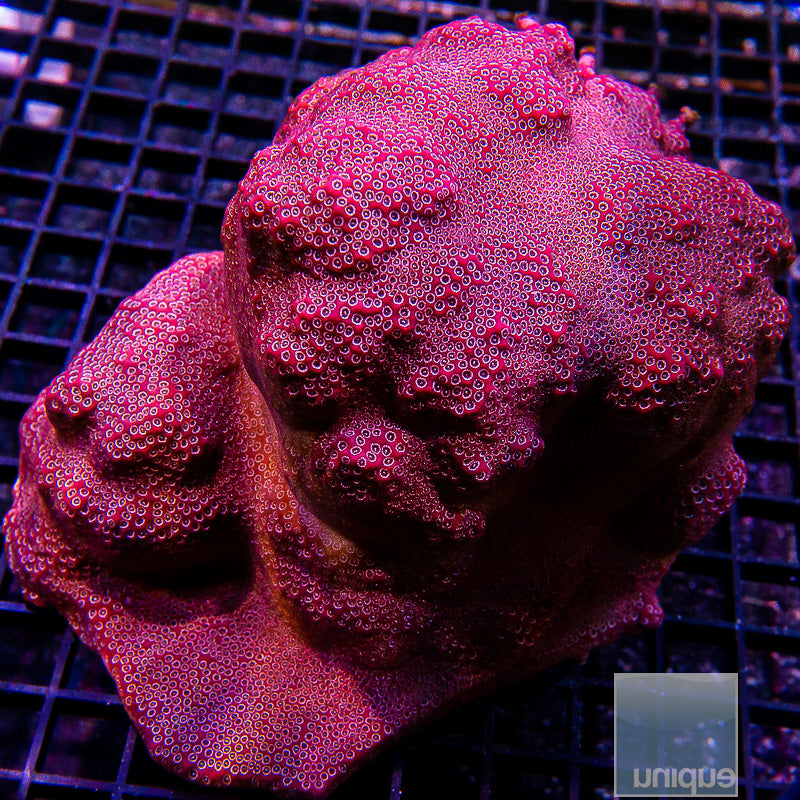 Unique Corals Darth Maul Porites-Stock Frag