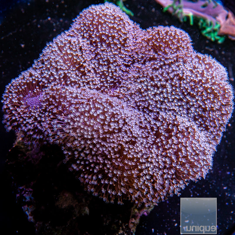 Fiji White Polyp Toadstool-Stock