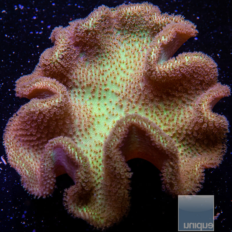 Fiji Yellow Toadstool-Stock