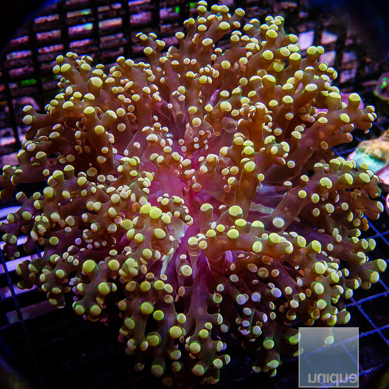 Giant Branching Frogspawn Single Head 4.5-5"-WYSIWYG