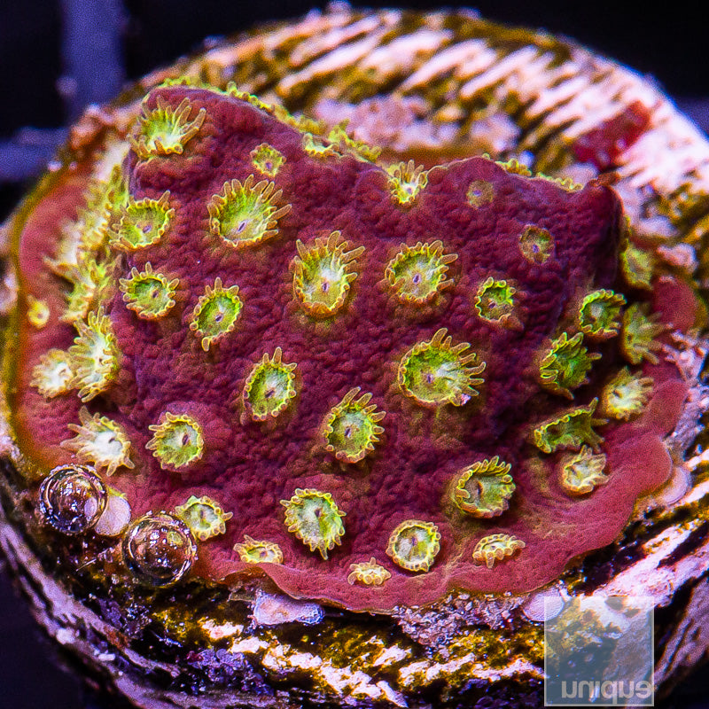 Golden Cyphastrea-WYSIWYG