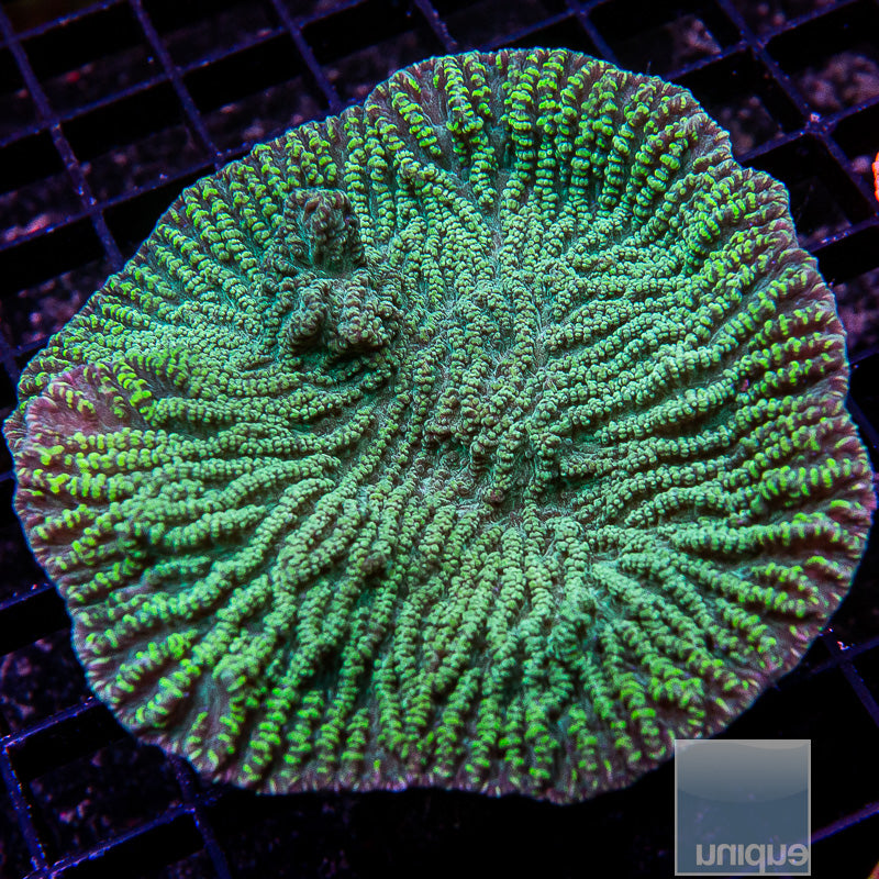 Green Platygyra 3"-WYSIWYG