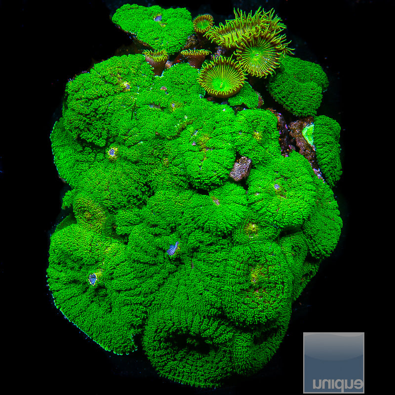 Rhodactis sp. Green Pincushion Mushroom- Stock Frag Single Polyp