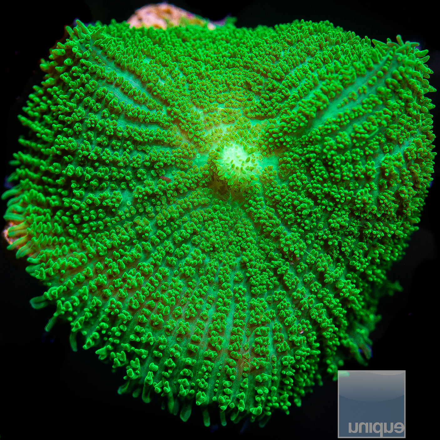 Rhodactis sp. Green Pincushion Mushroom- Stock Frag Single Polyp