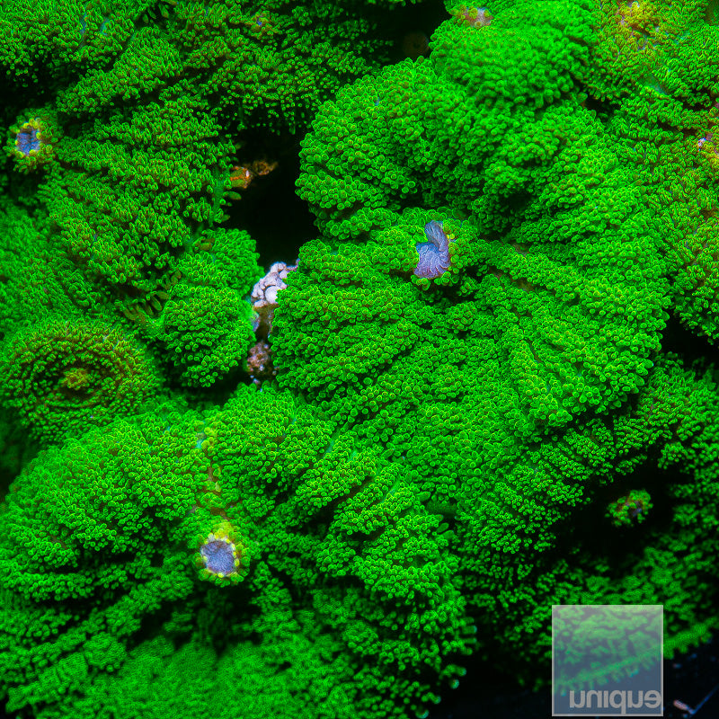 Rhodactis sp. Green Pincushion Mushroom- Stock Frag Single Polyp